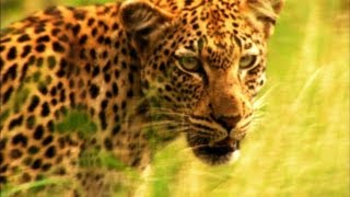 A Leopards Cruel Kill [upl. by Lloyd]