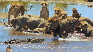 Lion Pride Vs Crocodile  Kruger National Park [upl. by Neirda]