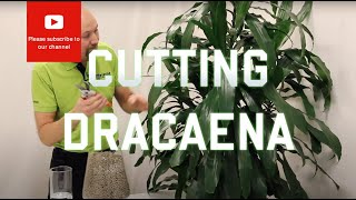 Cutting from a Dracaena [upl. by Namhcan147]