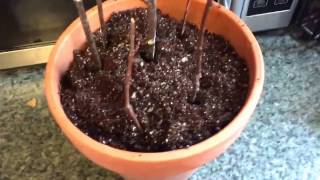 Juneberry Serviceberry Cutting Propagation Indoors [upl. by Adamski294]