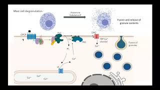 GPCR IP3 DAG pathway [upl. by Maureene]