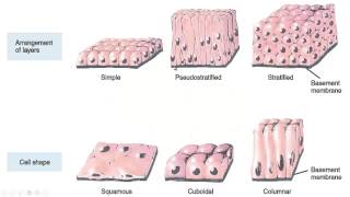 Tejido Epitelial [upl. by Aney815]