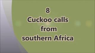 8 southern African cuckoo calls [upl. by Eeznyl249]