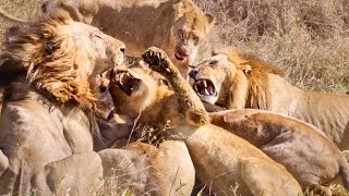 LIONS Devour BUFFALO in FEEDING FRENZY [upl. by Elleoj]