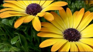 Flower time lapse  Growing African daisy Osteospermum [upl. by Anelys476]