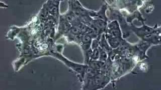 Stem Cells Mouse Embryonic Stem Cells [upl. by Kirtap]