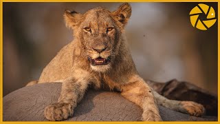 Into The Okavango Delta  A Botswana Safari Adventure I Wildlife Photography [upl. by Sawyor]