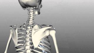 Scapula and Clavicle  Shoulder Girdle  Anatomy Tutorial [upl. by Hester]