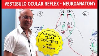 Vestibulo Ocular Reflex  Neuroanatomy [upl. by Michail835]