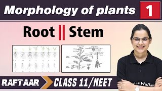 Morphology in Plants 01  Root  Stem  Class 11NEET  RAFTAAR [upl. by Marten174]