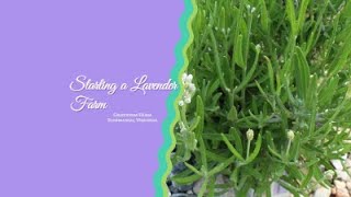 Starting a Lavender Farm [upl. by Guarino]