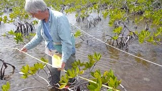 Living on the Edge Mangroves [upl. by Esinart]