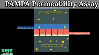 PAMPA Permeability Assay  Permeability Measurement In Caco 2 Cells [upl. by Anawaj]