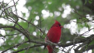 Cardinals evening song [upl. by Barcroft]