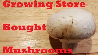 Growing Store Bought Mushrooms [upl. by Aniratac]