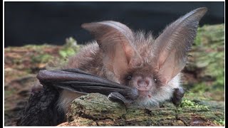 Brown longeared Bat  The British Mammal Guide [upl. by Ardnasirk444]