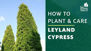 Leyland Cypress  How to Plant amp Care [upl. by Josephina]