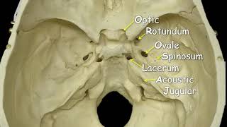 Sphenoid Bonemov [upl. by Attenra]