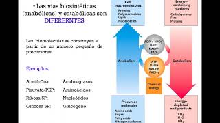 Interrelaciones metabólicas y principios generales de la regulación metabólica  DRE [upl. by Rene492]