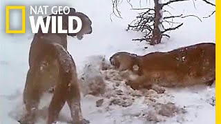 Watch How Pumas Fight Keep the Peace and Share a Meal  Nat Geo Wild [upl. by Akinert635]