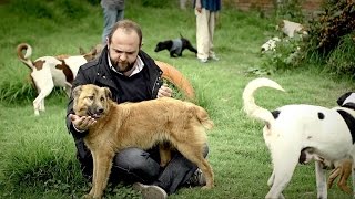 Los puros criollos  Perro criollo Temporada 3 [upl. by Pavyer]