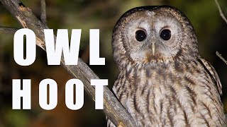 Tawny OWL call at night bird sounds and noises [upl. by Arria]