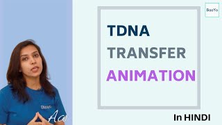 Agrobacterium Mediated Gene Transfer  Part 2  TDNA transfer Animation [upl. by Struve]