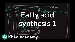 Fatty Acid Synthesis  Part I [upl. by Keelin]