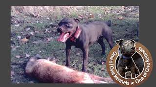 G Mason Patterdale Terrier Bloodline [upl. by Eihcir]