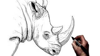 How To Draw A Rhino  Step By Step [upl. by Nyltak]