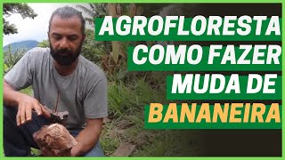 AGROFLORESTA  COMO FAZER MUDAS DE BANANEIRA E COMO PLANTAR  Cortes do Chico Abelha [upl. by Jezreel]