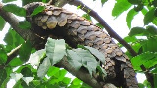 Black Bellied Pangolin The REAL Tree Pangolin [upl. by Joletta447]