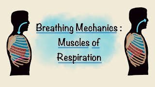 Muscles of Respiration  Breathing Mechanics  Respiratory Physiology [upl. by Yalonda799]