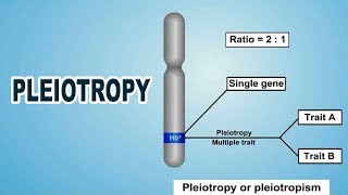 Pleiotropy  12th Std  Biology  Science  CBSE Board  Home Revise [upl. by Bar]