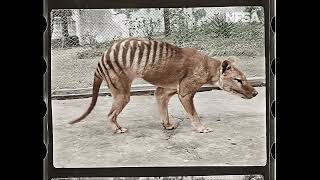 Tasmanian Tiger in Colour [upl. by Frederique]