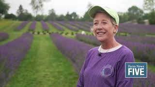 Indigo Lavender Farm continues to grow [upl. by Alyl]