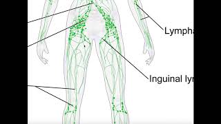 Function of the lymphatic System [upl. by Alyhc]