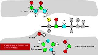 Serine Protease Mechanism [upl. by Oterol623]