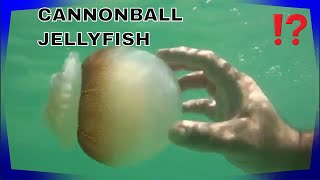 CANNONBALL JELLYFISH FACTS [upl. by Janean]