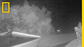 Rare Video Cougar Pounces on Deer  National Geographic [upl. by Noid]