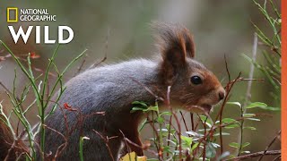 Red Squirrels Steal Acorns  Wild Nordic [upl. by Antone]