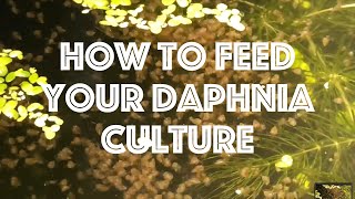 How To Feed Your Daphnia Culture [upl. by Brendin]