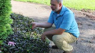 Bugleweed Ajuga reptans  Plant Identification [upl. by Hamer]