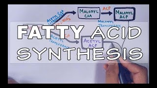 Fatty Acid Biosynthesis  Part II [upl. by Nyloj455]