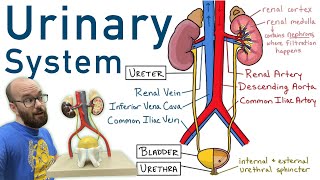 Urinary System  Structure Function Plastinated Kidney and Bladder 3D Model [upl. by Cid367]