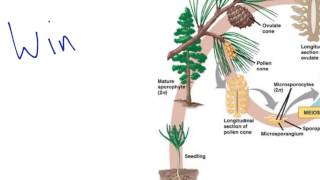 Gymnosperm Reproduction [upl. by Deibel]