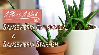 Sansevieria cylindrica amp Sansevieria Starfish Care  A Plant A Week [upl. by Aynna]