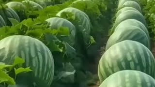 ANTES DE PLANTAR MELANCIA VEJA ESSE VíDEO Segredo PARA Plantar MELANCIAS para elas produzirem MUITO [upl. by Aerdnaek]