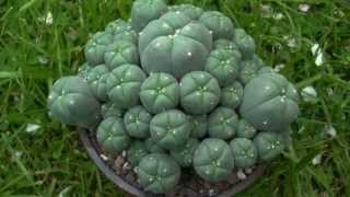 Lophophora caespitosa [upl. by Awad]