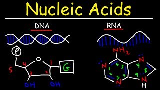 Nucleic Acids  RNA and DNA Structure  Biochemistry [upl. by Alyose]